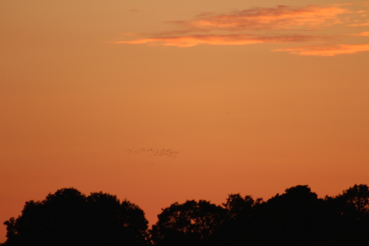 Sunset Geese