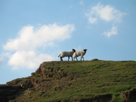 These two are not Mountain Cowards.jpg