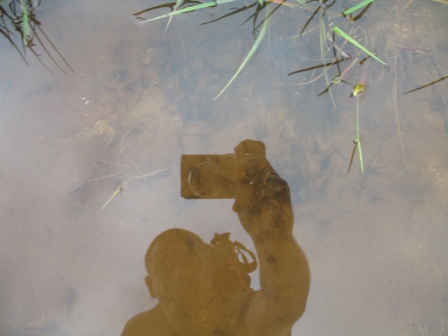 10 - A reflection of the rarely spotted Cannae-take-apicture-assaurus trying to photograph some tadpoles at Sticks Pass.jpg