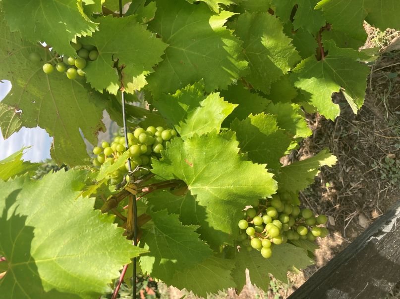Only 3 bunches on this Nacional vine