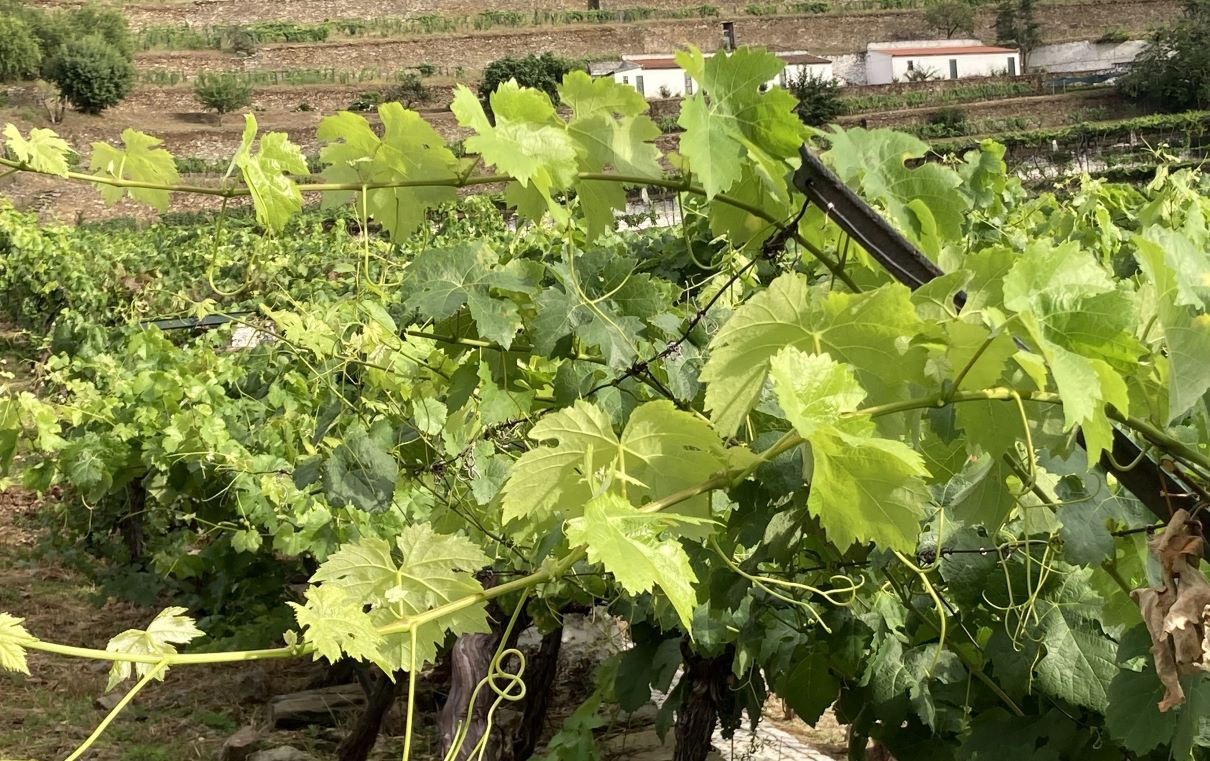 Shoots ready to be pruned