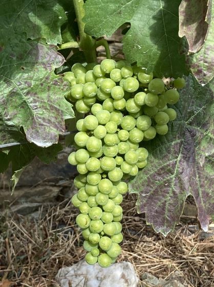 Grapes are looking strong and healthy
