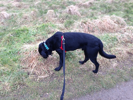 2015-02-13 11.01.36.jpg