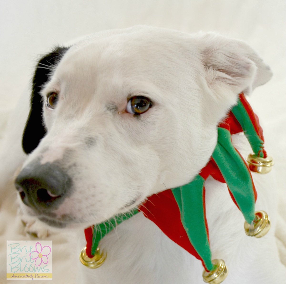 Holiday-Border-Collie-HappyAllTheWay-shop-cbias.jpg