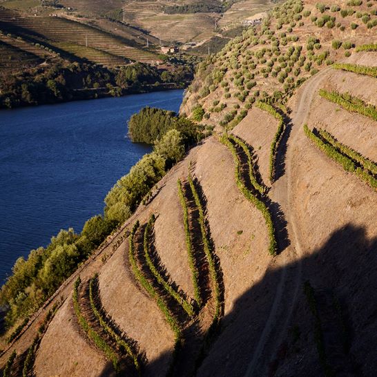 Bordering Crasto's Maria Teresa vineyard