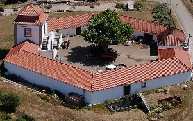 The lop-sided plane tree.jpg