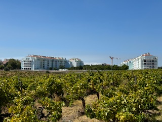 The original vines planted close to the new apartment blocks