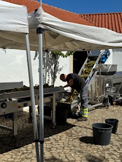 Grapes from Cascais being sorted and destemmed