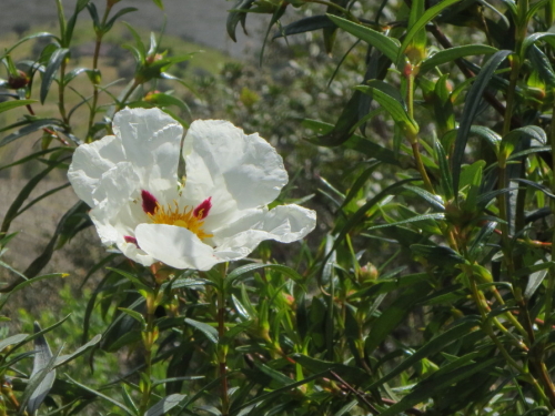 Gum Cistus.JPG